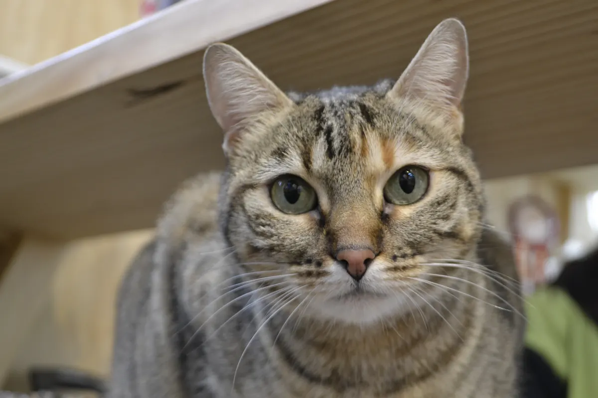 Pancita, la gata de Kuyen, mirando a la cámara con el muro de fondo